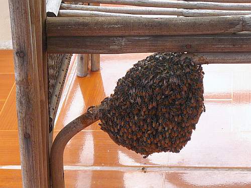 Bee swarm at Charlie's house